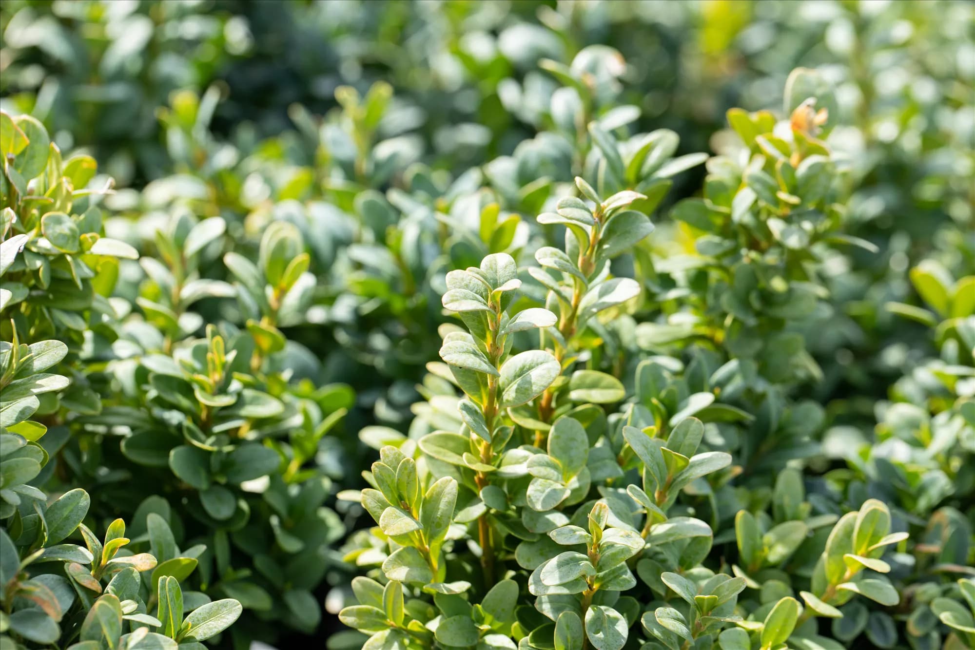 Buxus sempervirens 'Bullata'