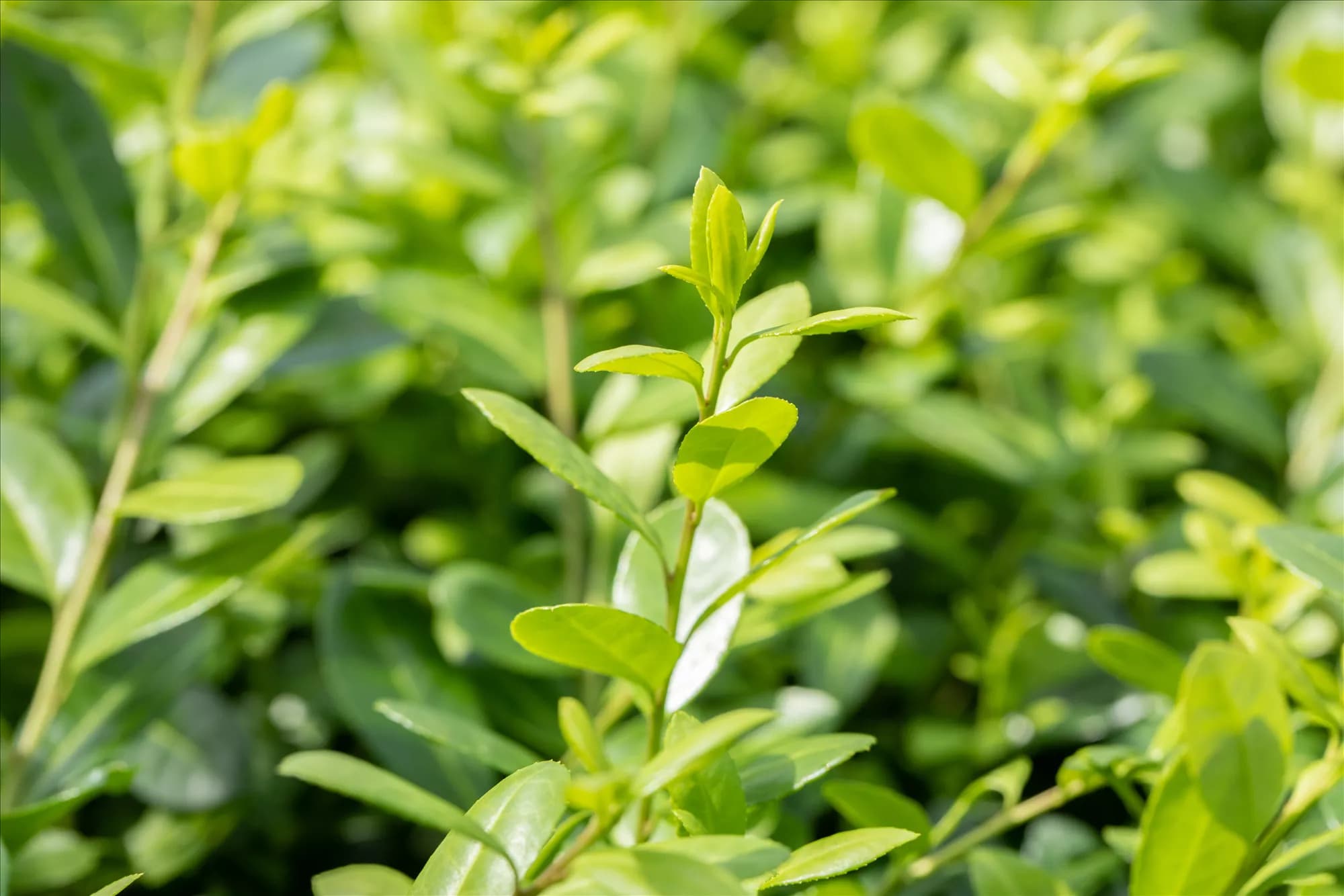 Ilex crenata 'Hetzii'